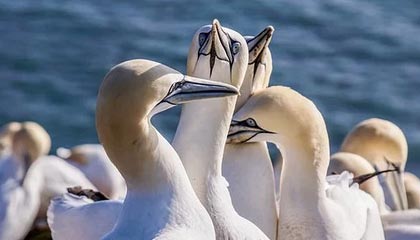 开云官网-声音丨有多少爱可以重来