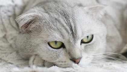 政府工作报告提出，加快重塑足球青训体系